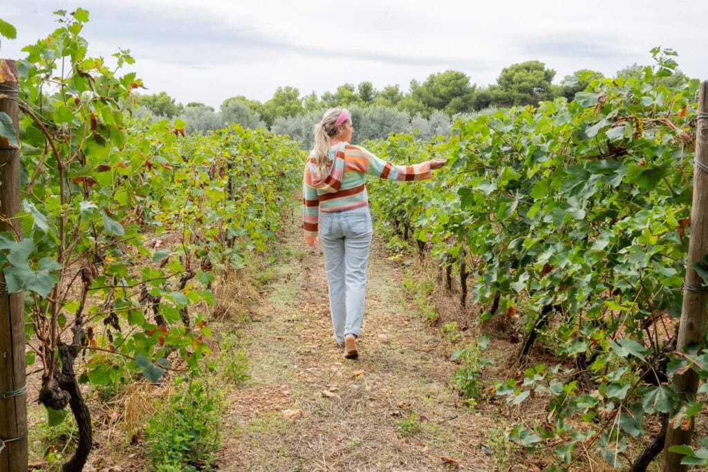 vineyard on île saint honorat