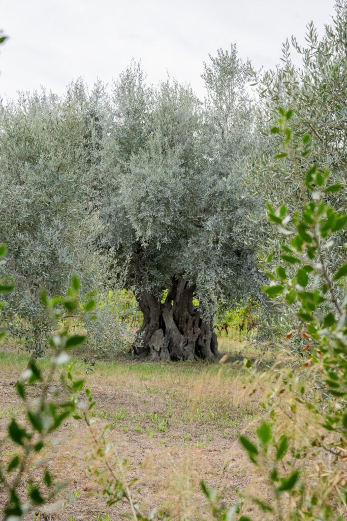 île saint honorat olive tree