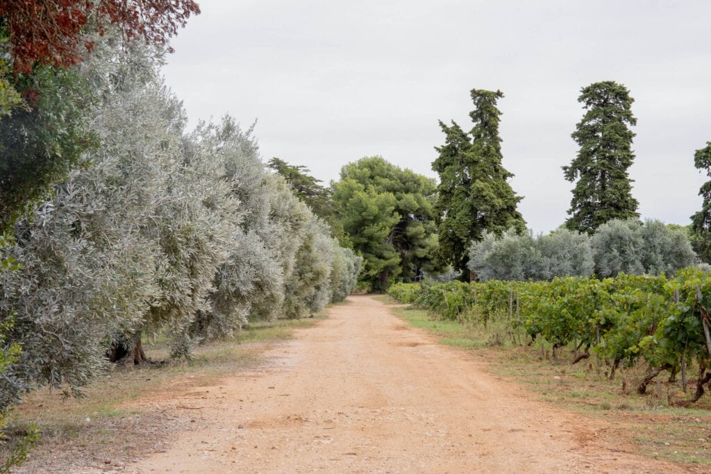 île saint honorat olive tree and vineyard