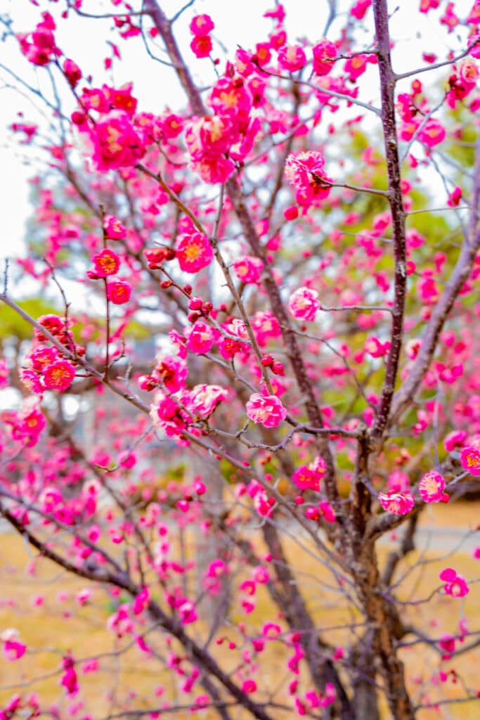 cherry blossom, japan