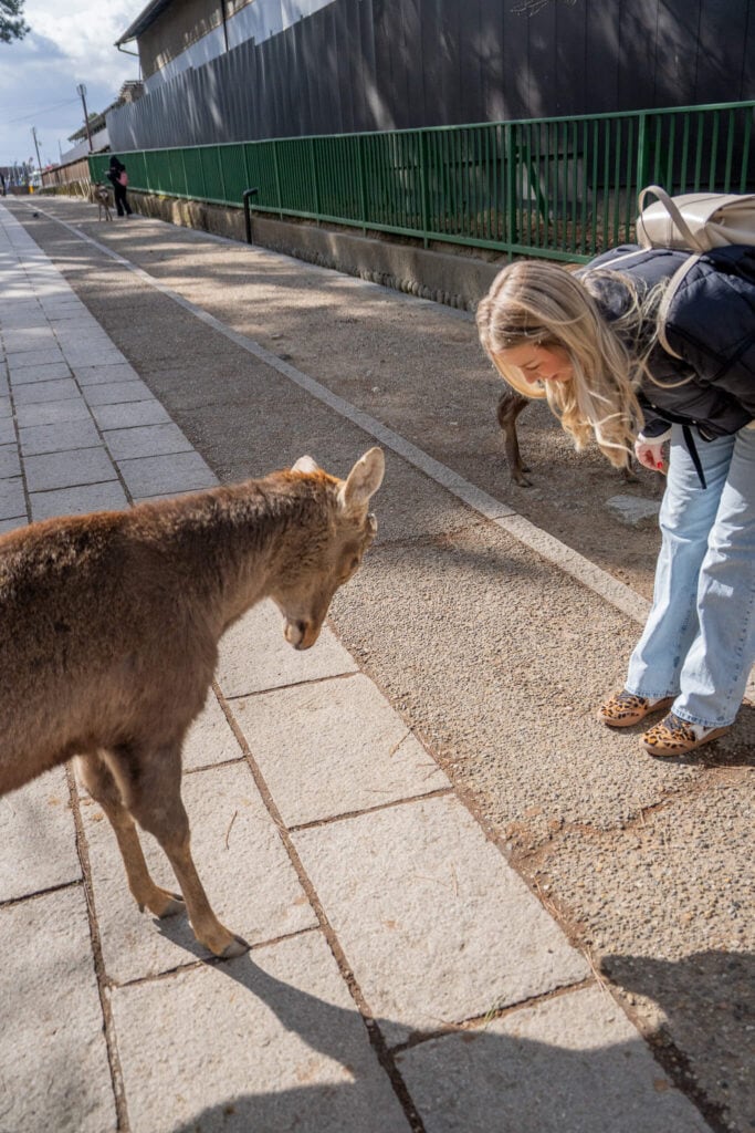 Nara bowing deer, japan