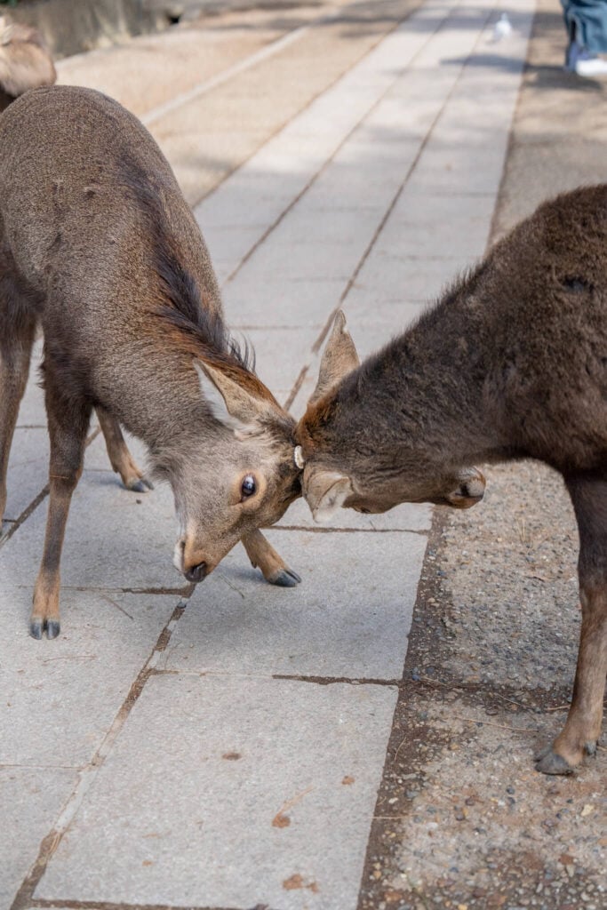 nara deer, japan