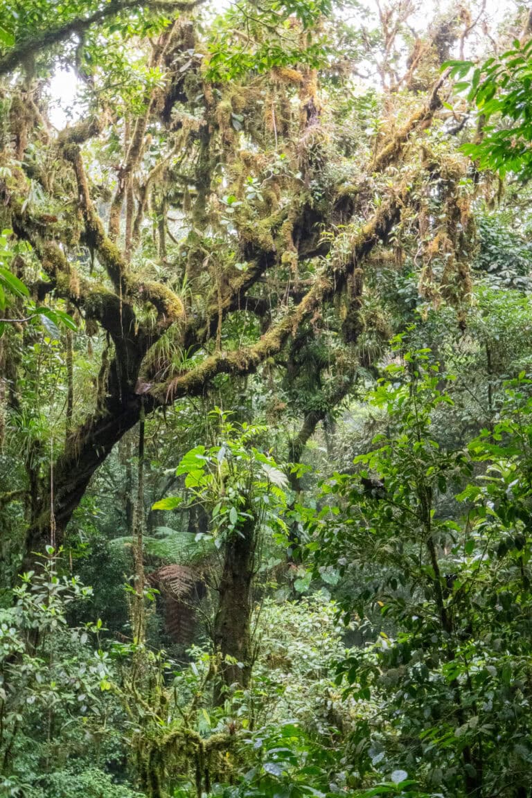 Monteverde Cloud Forest Tours: Why You Should Take One!