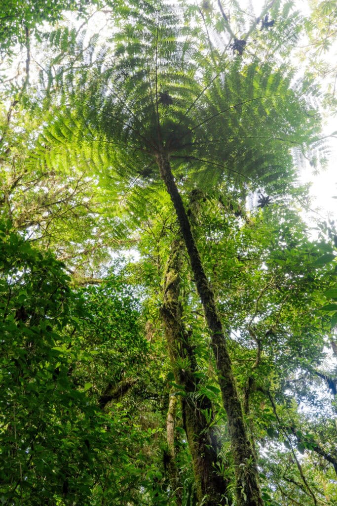 monteverde cloud forest, costa rica
