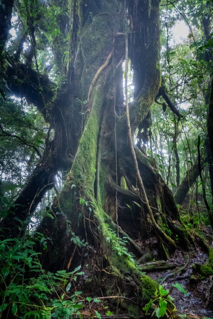 monteverde cloud forest, costa rica