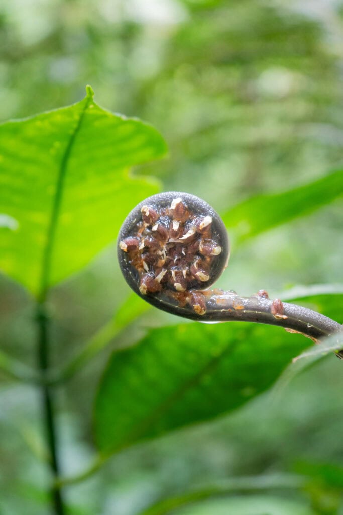 monteverde cloud forest, costa rica