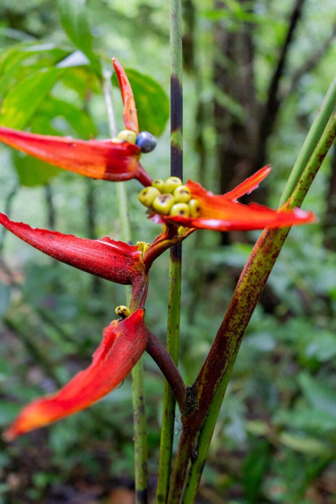 monteverde cloud forest, costa rica