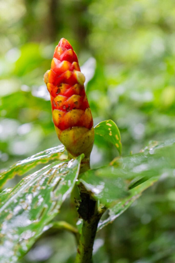 monteverde cloud forest, costa rica