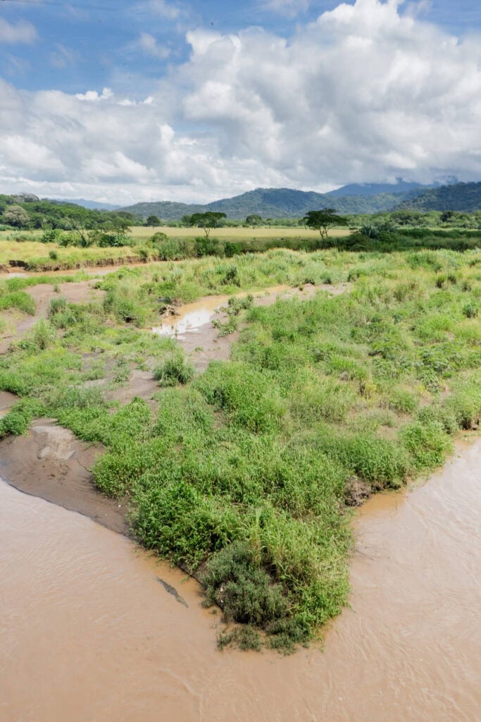 crocodiles in costa rica at rio tarcoles