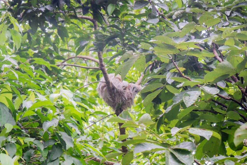 sloth in manual antonio, costa rica